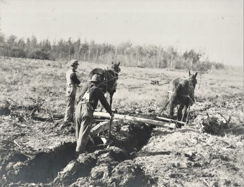 Historic photo of men plowing a field with horse