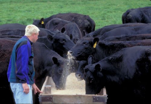 Man standing next to a cattle feeder while cattle eat from it