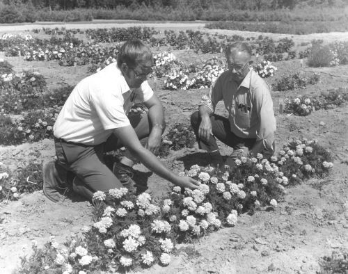 historic photo of two men kneeling in flower plots