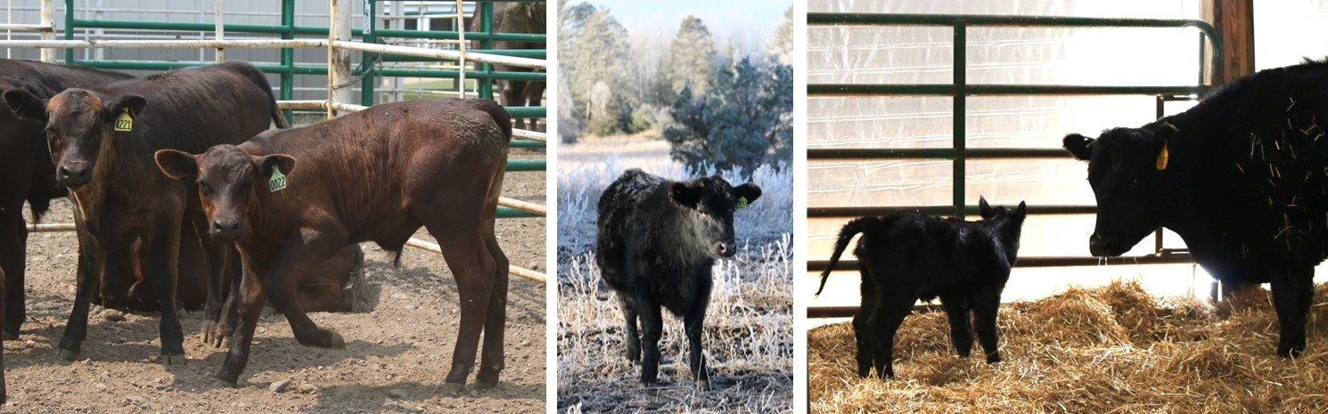 Beef Cattle Collage
