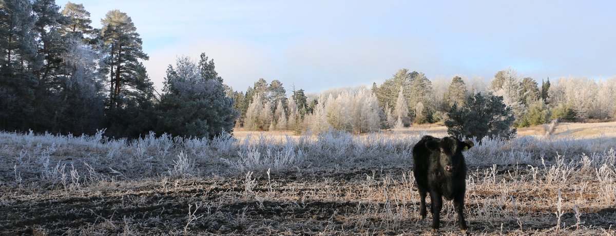 Cattle in frosty field