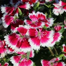 Dianthus interspecific, Chiba™ Improved Auricula Mix 